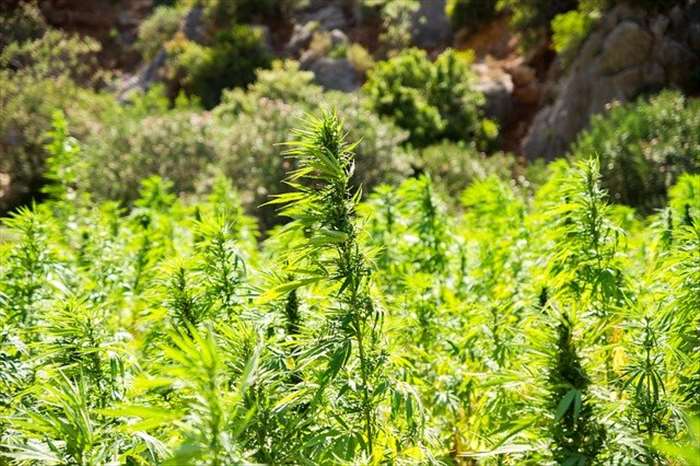 Quels sont les types de produits que vous retrouvez chez les grossistes CBD??