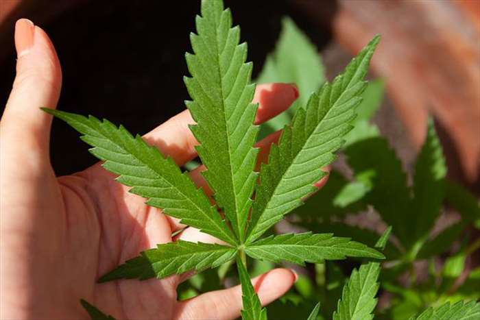 Pourquoi devez-vous faire usage des cristaux de CBD??